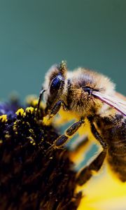 Preview wallpaper bee, flower, wings, pollen, pollination