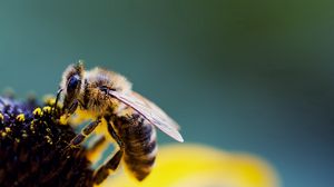 Preview wallpaper bee, flower, wings, pollen, pollination