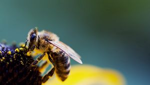 Preview wallpaper bee, flower, wings, pollen, pollination