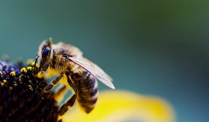 Preview wallpaper bee, flower, wings, pollen, pollination