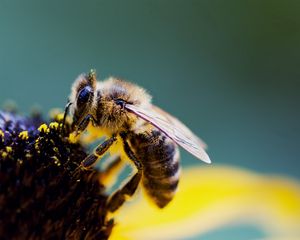 Preview wallpaper bee, flower, wings, pollen, pollination