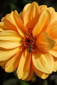 Preview wallpaper bee, flower, yellow, petals, macro