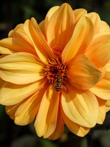 Preview wallpaper bee, flower, yellow, petals, macro