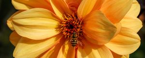 Preview wallpaper bee, flower, yellow, petals, macro