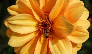 Preview wallpaper bee, flower, yellow, petals, macro