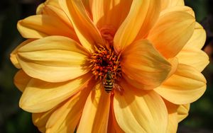 Preview wallpaper bee, flower, yellow, petals, macro