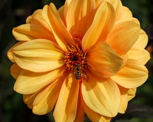 Preview wallpaper bee, flower, yellow, petals, macro