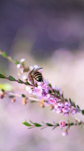 Preview wallpaper bee, flowers, branch, macro