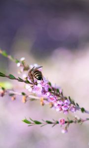 Preview wallpaper bee, flowers, branch, macro