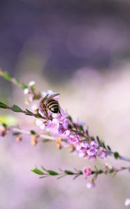Preview wallpaper bee, flowers, branch, macro