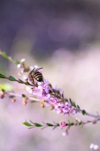 Preview wallpaper bee, flowers, branch, macro