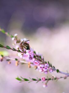 Preview wallpaper bee, flowers, branch, macro