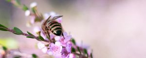 Preview wallpaper bee, flowers, branch, macro