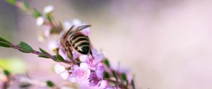 Preview wallpaper bee, flowers, branch, macro