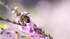 Preview wallpaper bee, flowers, branch, macro