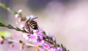 Preview wallpaper bee, flowers, branch, macro