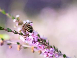 Preview wallpaper bee, flowers, branch, macro
