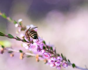 Preview wallpaper bee, flowers, branch, macro