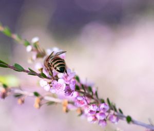 Preview wallpaper bee, flowers, branch, macro