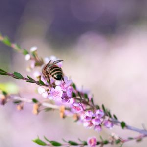 Preview wallpaper bee, flowers, branch, macro