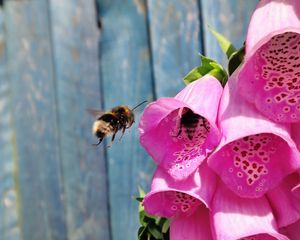 Preview wallpaper bee, flowers, fly, pollination