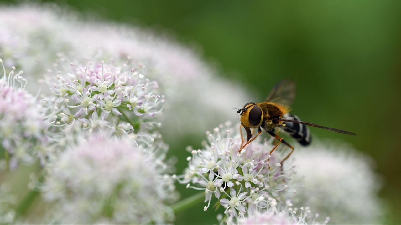 Wallpaper bee, flowers, insect, macro, blur