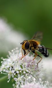 Preview wallpaper bee, flowers, insect, macro, blur