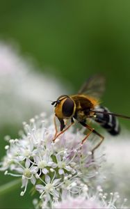 Preview wallpaper bee, flowers, insect, macro, blur