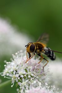 Preview wallpaper bee, flowers, insect, macro, blur