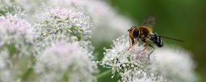 Preview wallpaper bee, flowers, insect, macro, blur