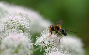 Preview wallpaper bee, flowers, insect, macro, blur