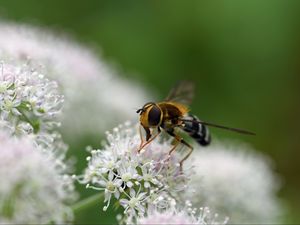 Preview wallpaper bee, flowers, insect, macro, blur