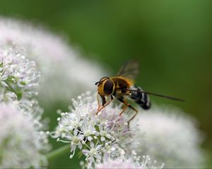 Preview wallpaper bee, flowers, insect, macro, blur