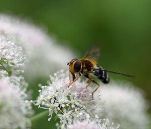 Preview wallpaper bee, flowers, insect, macro, blur