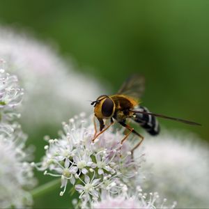 Preview wallpaper bee, flowers, insect, macro, blur