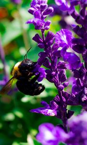 Preview wallpaper bee, flowers, macro, pollination