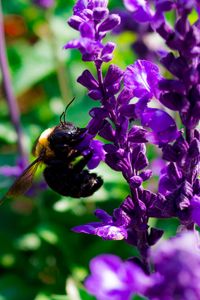 Preview wallpaper bee, flowers, macro, pollination