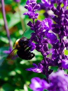 Preview wallpaper bee, flowers, macro, pollination