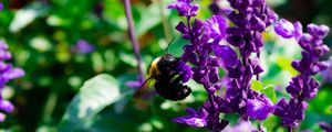 Preview wallpaper bee, flowers, macro, pollination