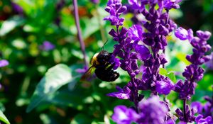 Preview wallpaper bee, flowers, macro, pollination