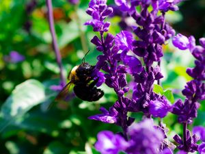 Preview wallpaper bee, flowers, macro, pollination