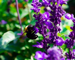 Preview wallpaper bee, flowers, macro, pollination