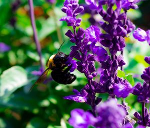 Preview wallpaper bee, flowers, macro, pollination