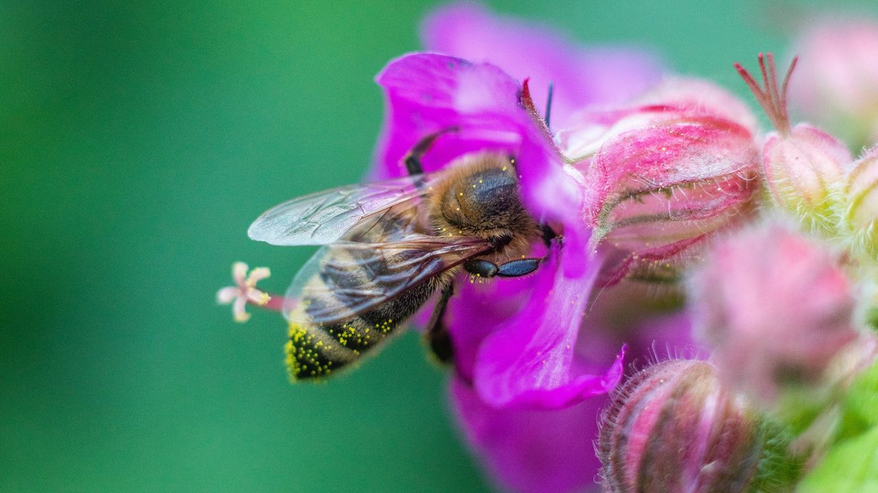 Wallpaper bee, flowers, macro