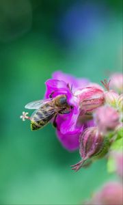 Preview wallpaper bee, flowers, macro