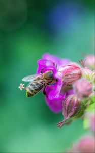 Preview wallpaper bee, flowers, macro