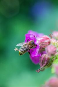 Preview wallpaper bee, flowers, macro