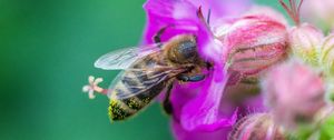 Preview wallpaper bee, flowers, macro