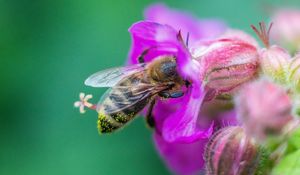 Preview wallpaper bee, flowers, macro