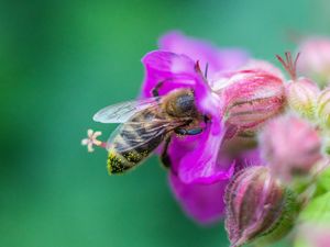Preview wallpaper bee, flowers, macro